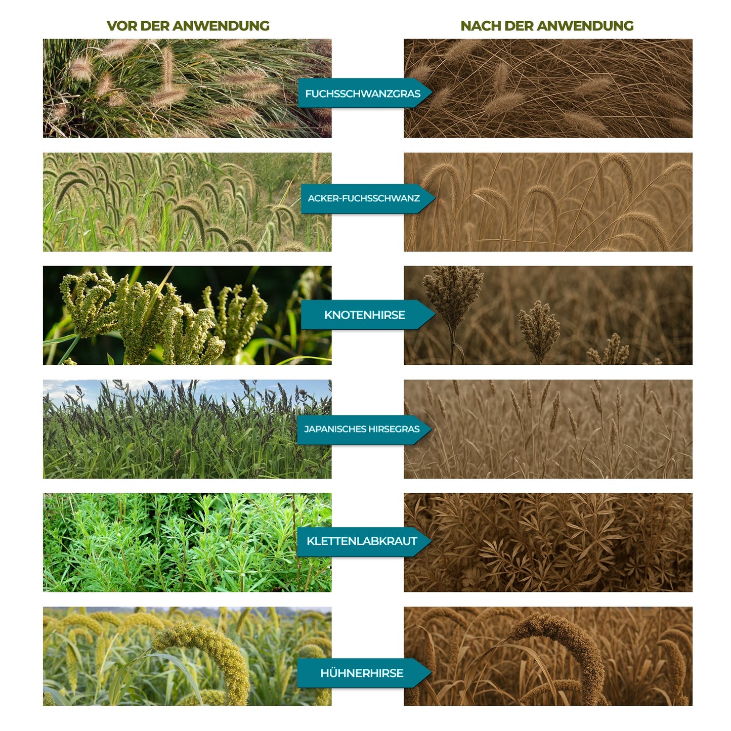 Glyphosat 41 % – Gesamtes systemisches Herbizid 