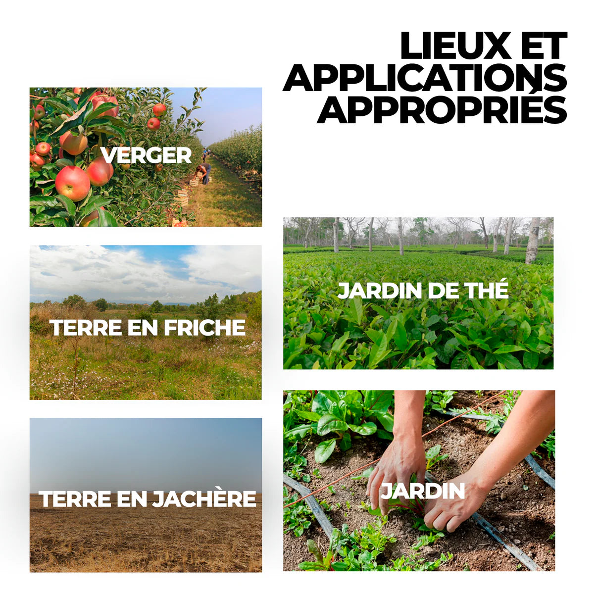 Herbicide au glyphosate à haute concentration